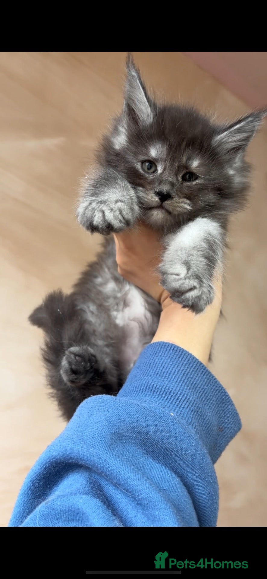 Maine Coon cats for sale: PURE RUSSIAN  MAINE COON KITTENS - Advert 1