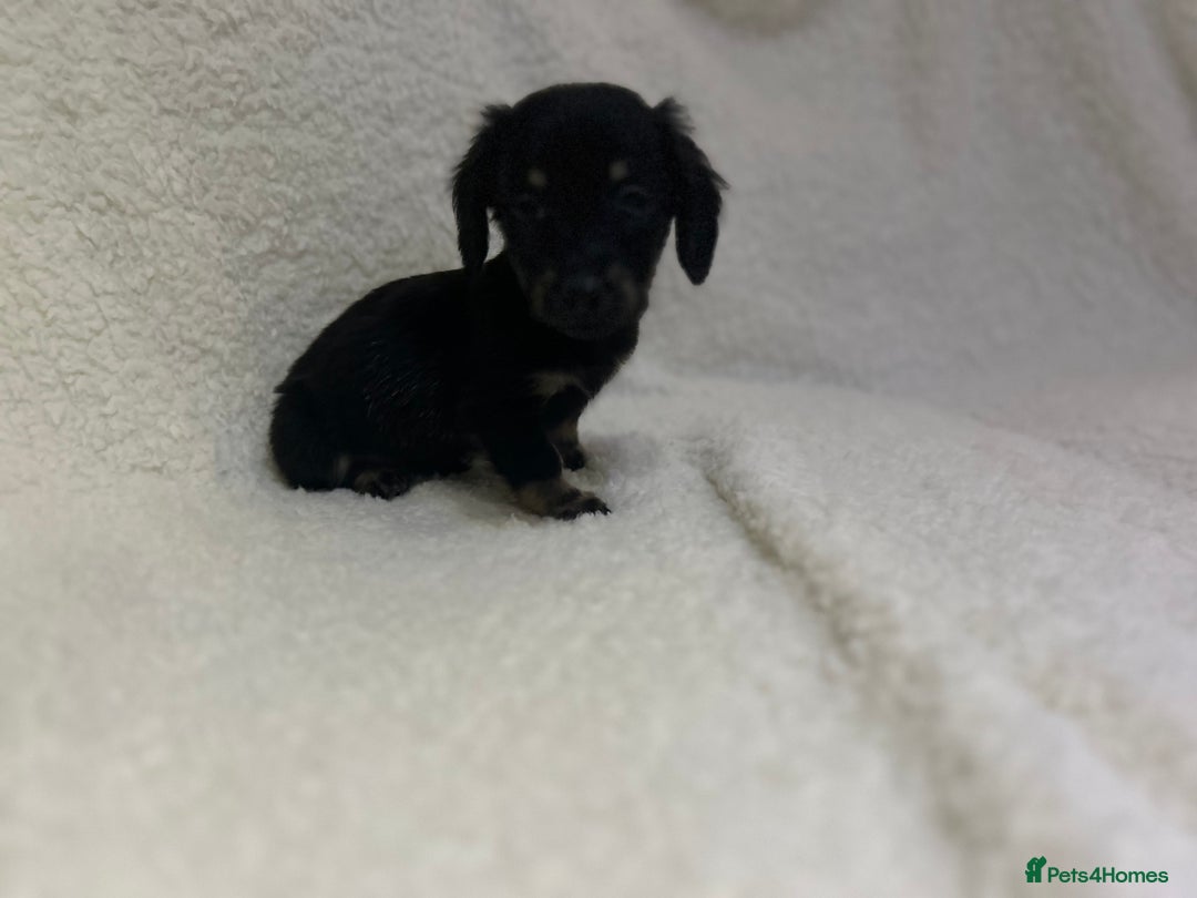 Miniature Dachshund dogs for sale: ****true to type mini dachshund *** - Advert 13