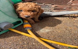 Miniature Poodle dogs for sale: Omg these Beautiful Litter Red Miniature Poodles  - Image 6