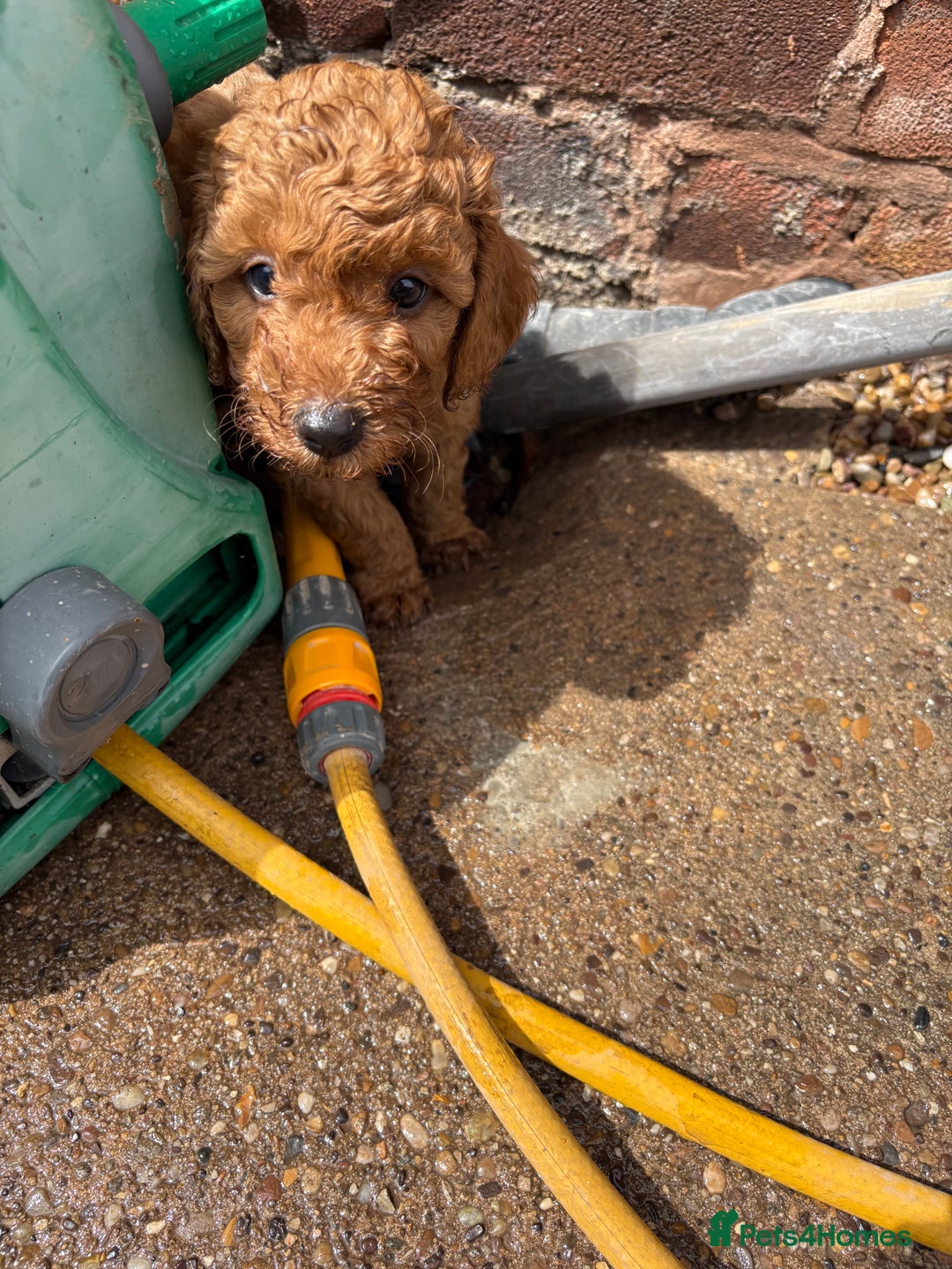 Miniature Poodle dogs for sale: Omg these Beautiful Litter Red Miniature Poodles  - Image 6