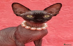 Sphynx cats for sale: Amazing kittens !!! in Maidstone - Image 15