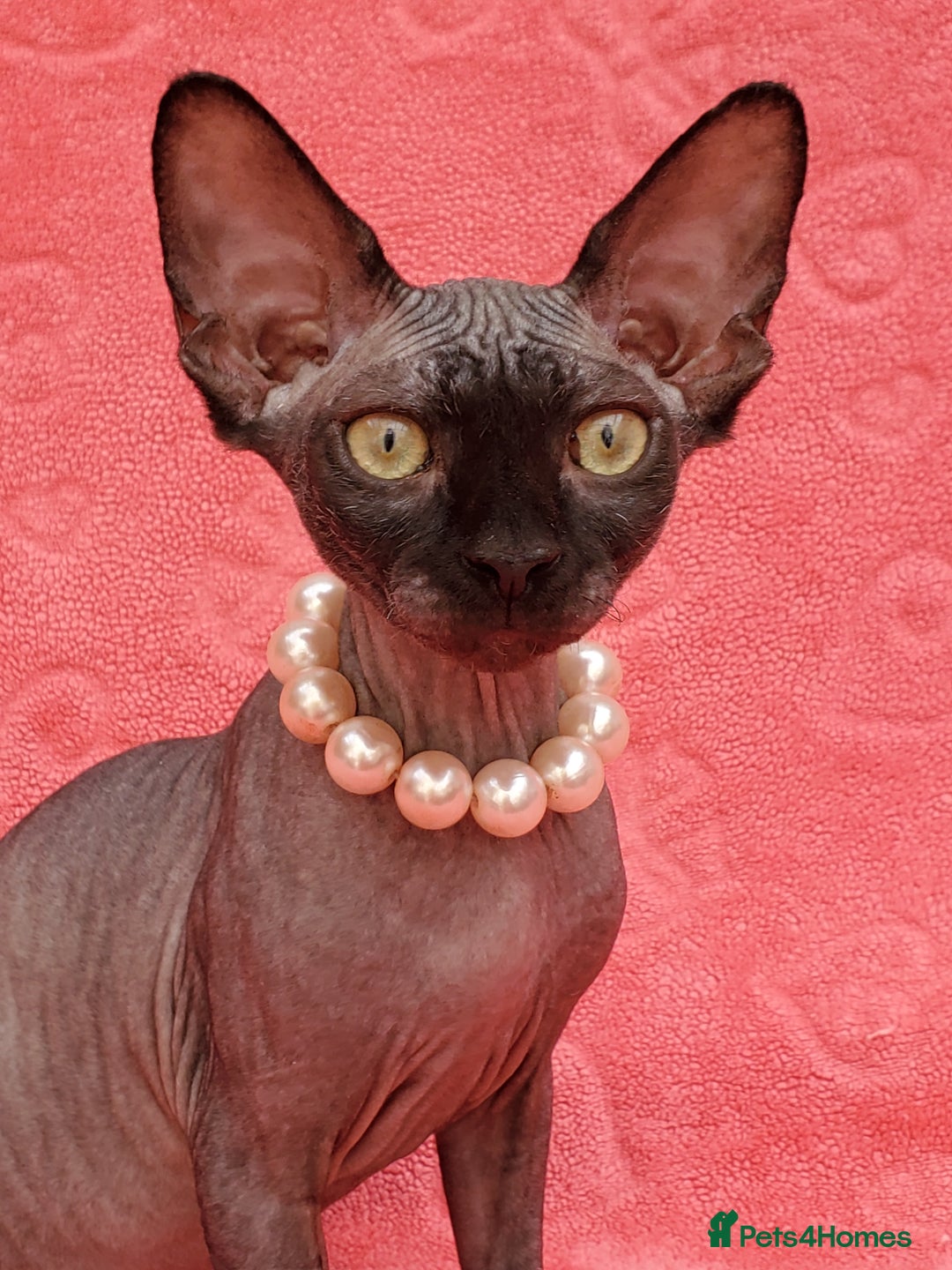 Sphynx cats for sale: Amazing kittens !!! in Maidstone - Image 15