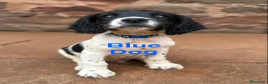 English Springer Spaniel 4 blue collar