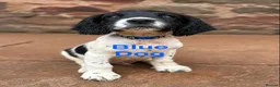 English Springer Spaniel dogs for sale: READY from 17th July KC ESS heavily coloured pups  - Advert 9