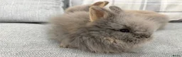 Lionhead rabbits for sale: Double Mane Lion Head Bunnies 🐰 for sale  - Advert 6