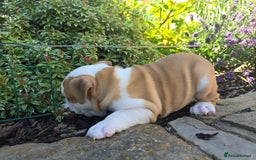 English Bulldog dogs for sale: Stunning English Bulldog Puppies  - Image 7