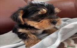 Mixed Breed dogs for sale: Yorkshire terrier/Jack Russell - Image 7