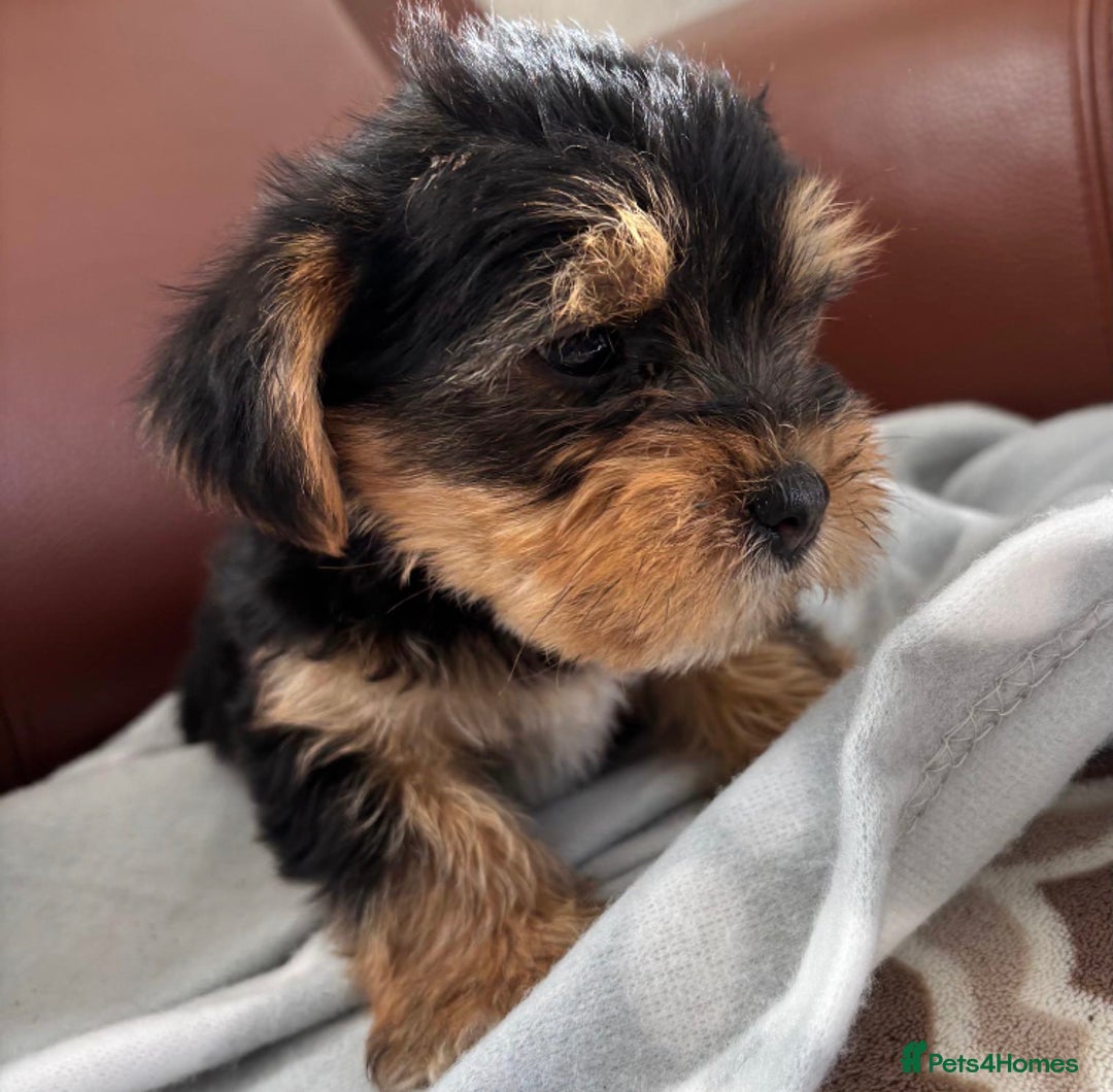 Mixed Breed dogs for sale: Yorkshire terrier/Jack Russell - Image 7