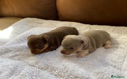 Jack Russell dogs for sale: Gorgeous Miniature Jack Russell Puppies For Sale - Image 7