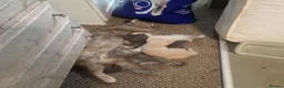 British Shorthair cats for sale: Beautiful British shirthair ready for loving home - Advert 8