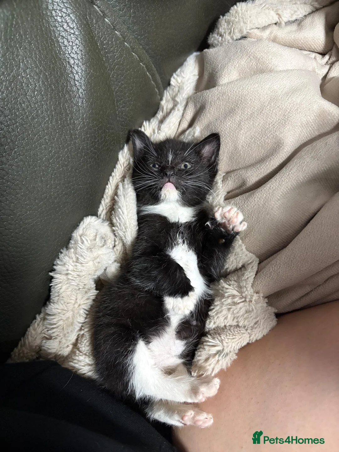Mixed Breed cats for sale: 2 female kittens  in Birmingham - Advert 4