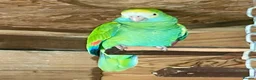 Parrots birds for sale: Yellow shoudered amazon - Advert 2