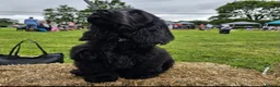 Cocker Spaniel dogs for sale: Beautiful Show Cocker Spaniel  - Advert 6