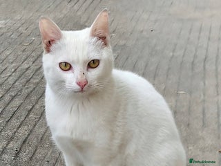 Khao Manee cats - Advert 35