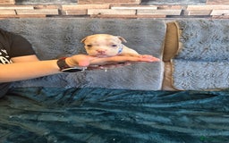 American Bully dogs for sale: 🐾 ABKC Registered Micro/Pocket Bully Puppies! 🐾 - Image 21