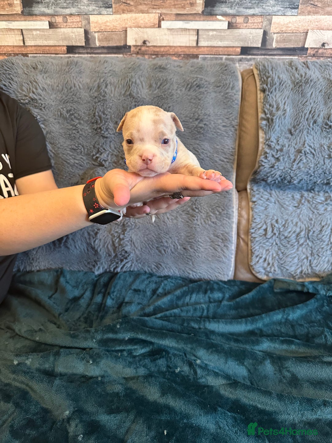 American Bully dogs for sale: 🐾 ABKC Registered Micro/Pocket Bully Puppies! 🐾 - Image 21