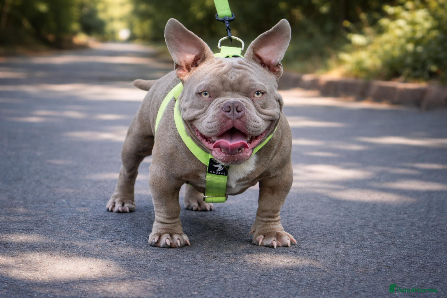 American Bully dogs Super deal 🔥Nano micro stud 🔥 - Advert 10