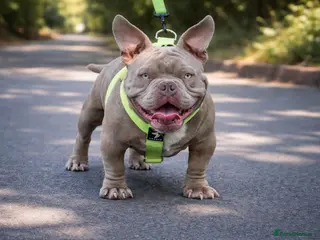 American Bully dogs Super deal 🔥Nano micro stud 🔥 - Advert 10