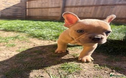 French Bulldog dogs for sale: French Bulldog Puppies -REDUCED!! in Stevenage - Image 16