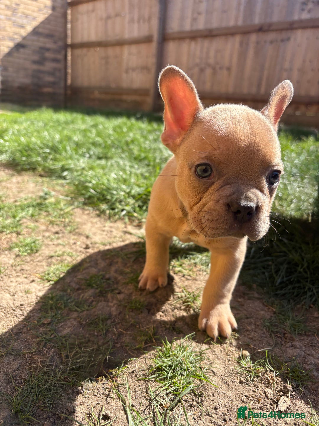 French Bulldog dogs for sale: French Bulldog Puppies -REDUCED!! in Stevenage - Image 16