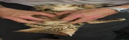 Bengal cats for sale: Adorable bengal kittens - marble bengal   in London - Advert 14