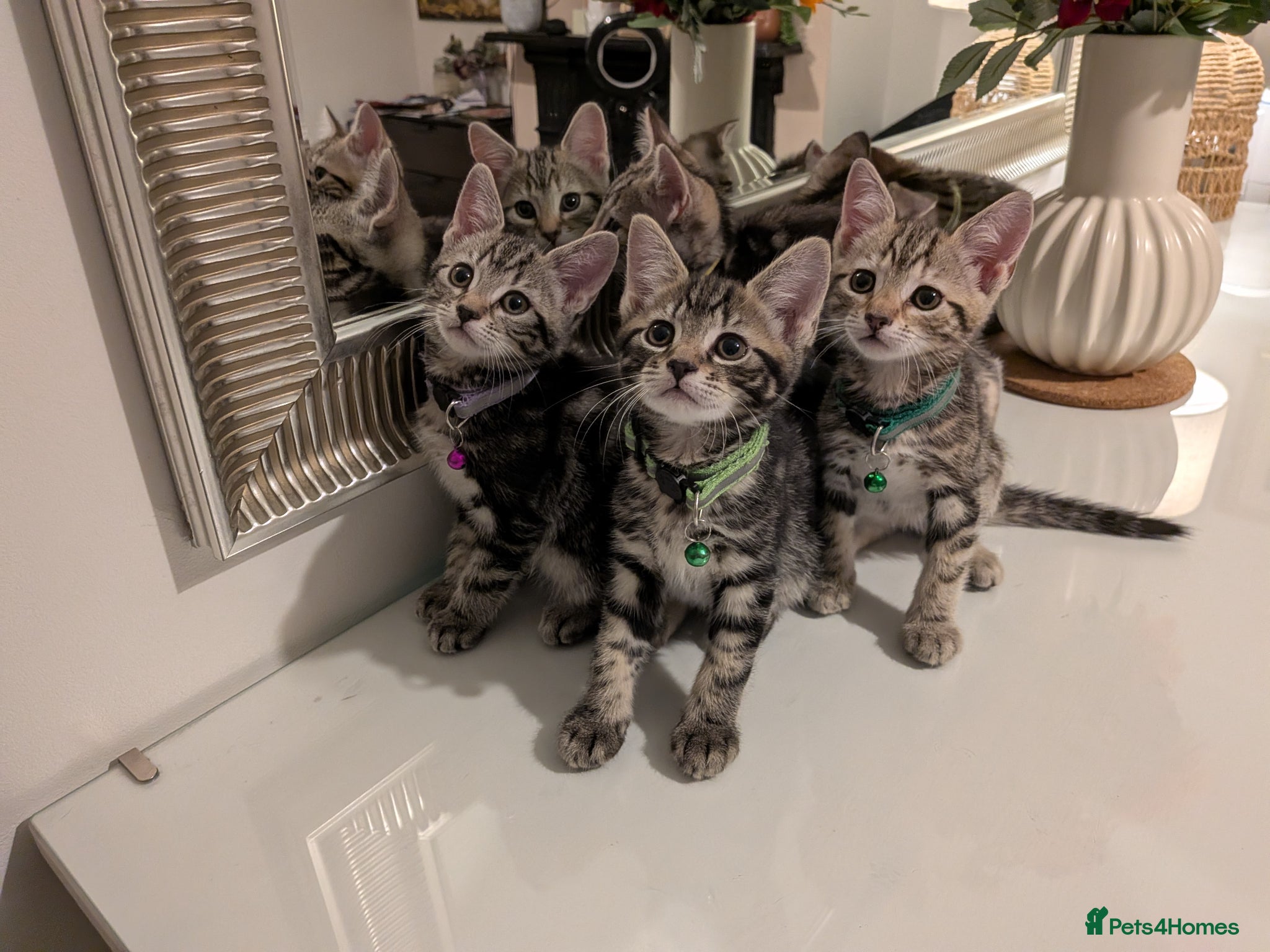 Mixed Breed cats Adorable kittens in London(SE18)😻♥️😻 - Advert 1