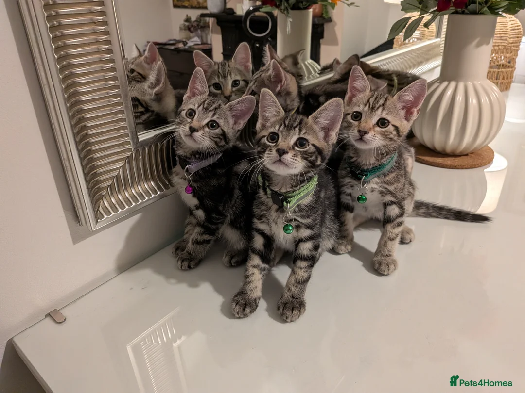 Mixed Breed cats for sale: Adorable kittens in London(SE18)😻♥️😻 - Advert 1