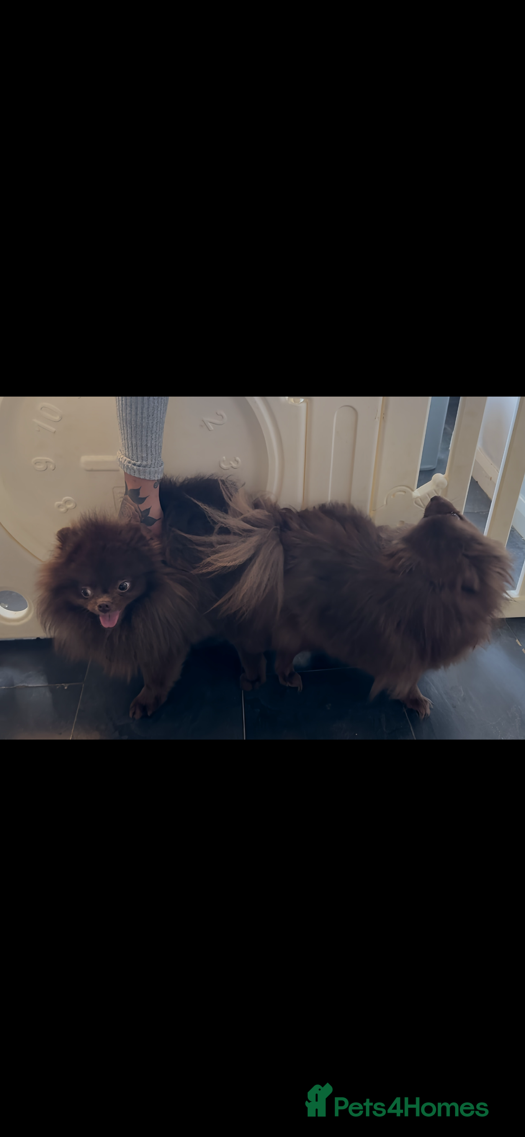 Pomeranian dogs for sale: Pomeranian puppy 🐶  - Image 9