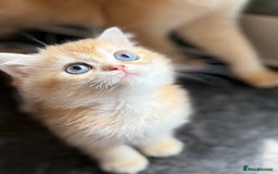 British Shorthair cats for sale: GCCF reg British Shorthair Chocolate Gold Kittens  in London - Image 22