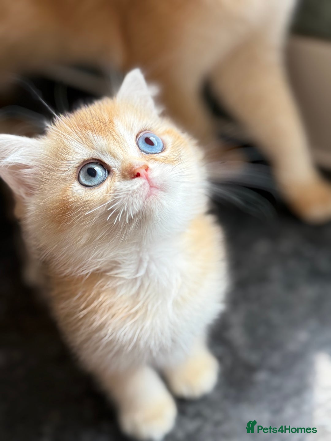 British Shorthair cats for sale: GCCF reg British Shorthair Chocolate Gold Kittens  in London - Image 22