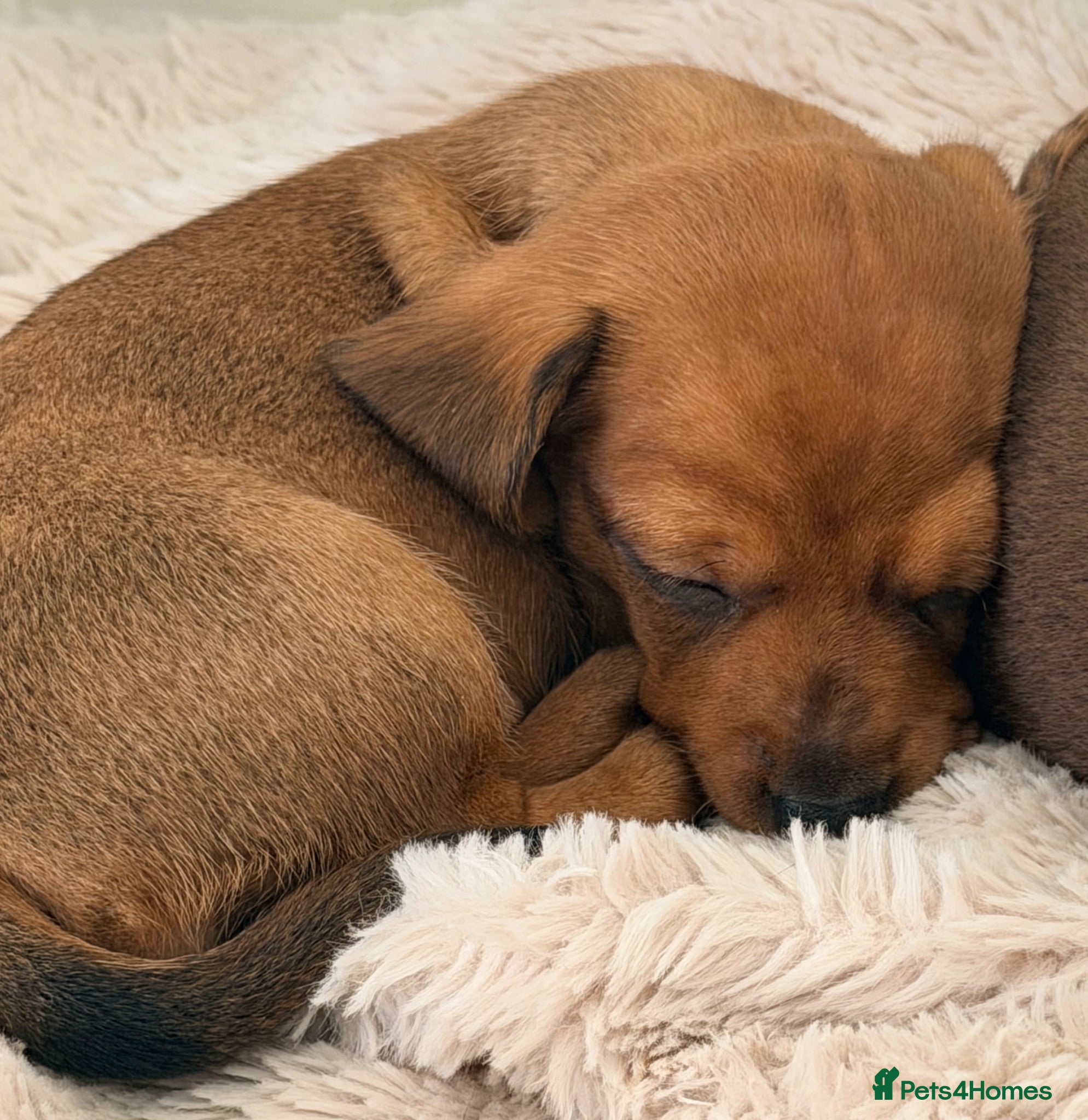 Miniature Dachshund dogs KC PRA Clear Champion Line Dapple Mini Dachshunds  - Advert 2