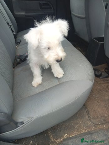 West Highland Terrier dogs - Advert 1