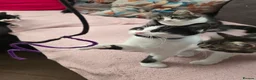 Turkish Angora cats for sale: 5 wonderful fur babies (4girls,1boy) - Advert 19