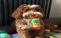 Australian Labradoodle dogs for sale: Genuine Australian Labradoodle Puppies - Image 4