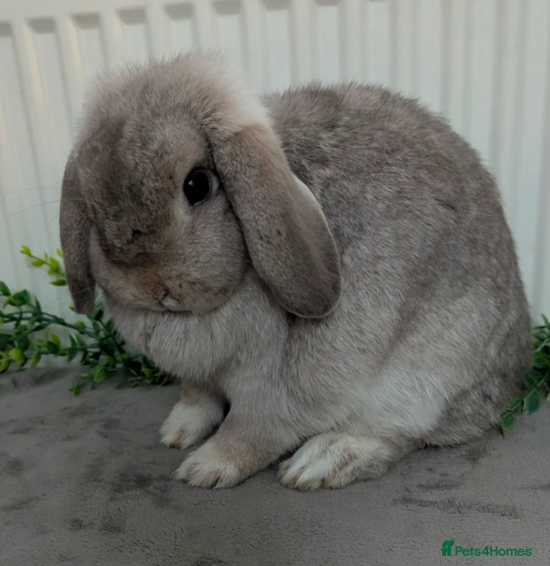 Mini Lop rabbits for sale: Mini lops to reserve  - Advert 5
