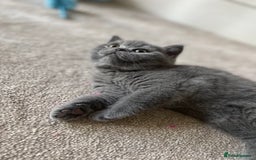 British Shorthair cats for sale: Last Chunky Boy ready to go✨ - Image 5