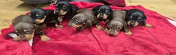 Miniature Dachshund dogs for sale: Beautiful KC Miniature Dachshund Puppies 🐾 - Advert 22