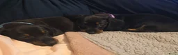 Dachshund dogs for sale: 1 female left beautiful Dachshund  - Advert 11