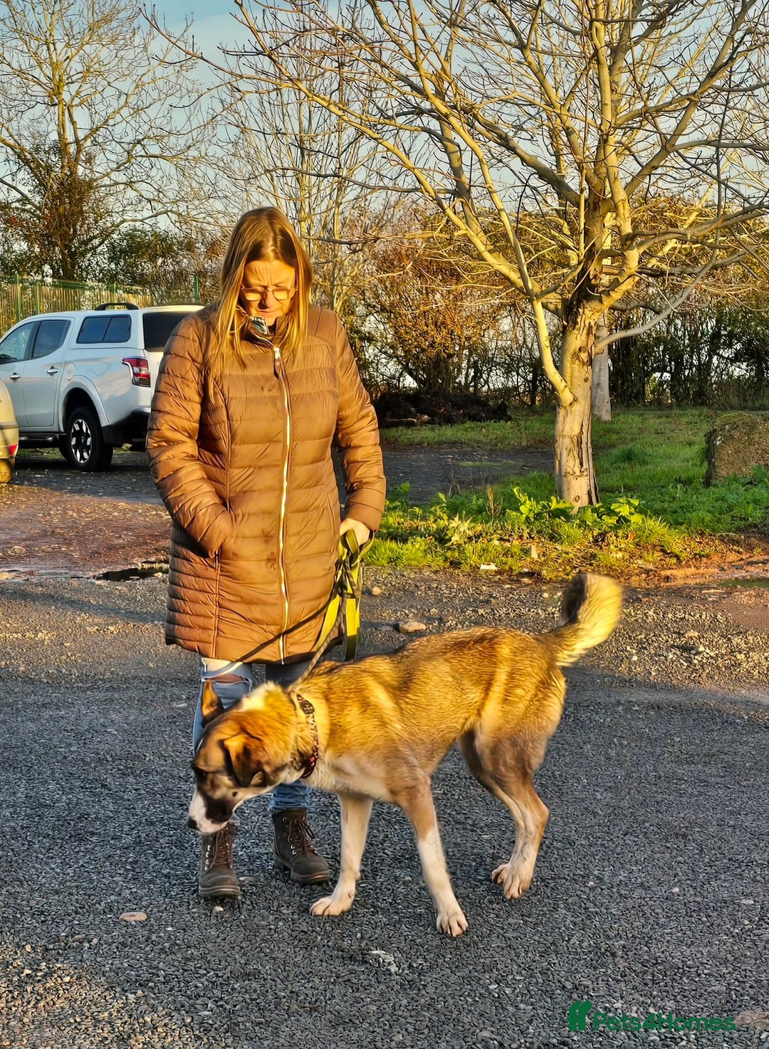 Mixed Breed dogs for adoption: BLANCA - Advert 2