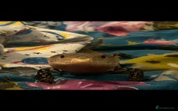 Skink reptiles for sale: Blue tongue  - Image 2