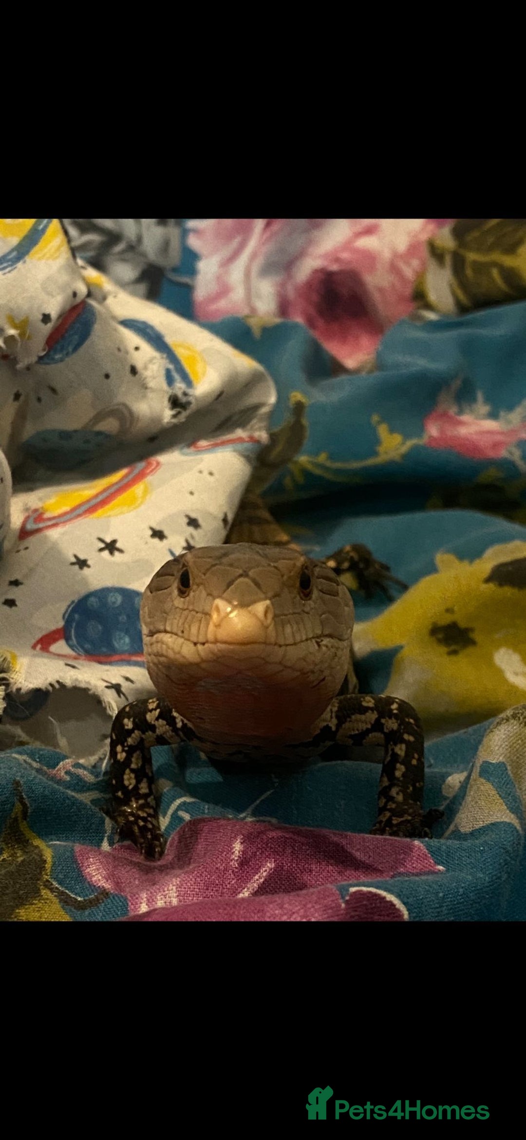 Skink reptiles for sale: Blue tongue  - Image 2