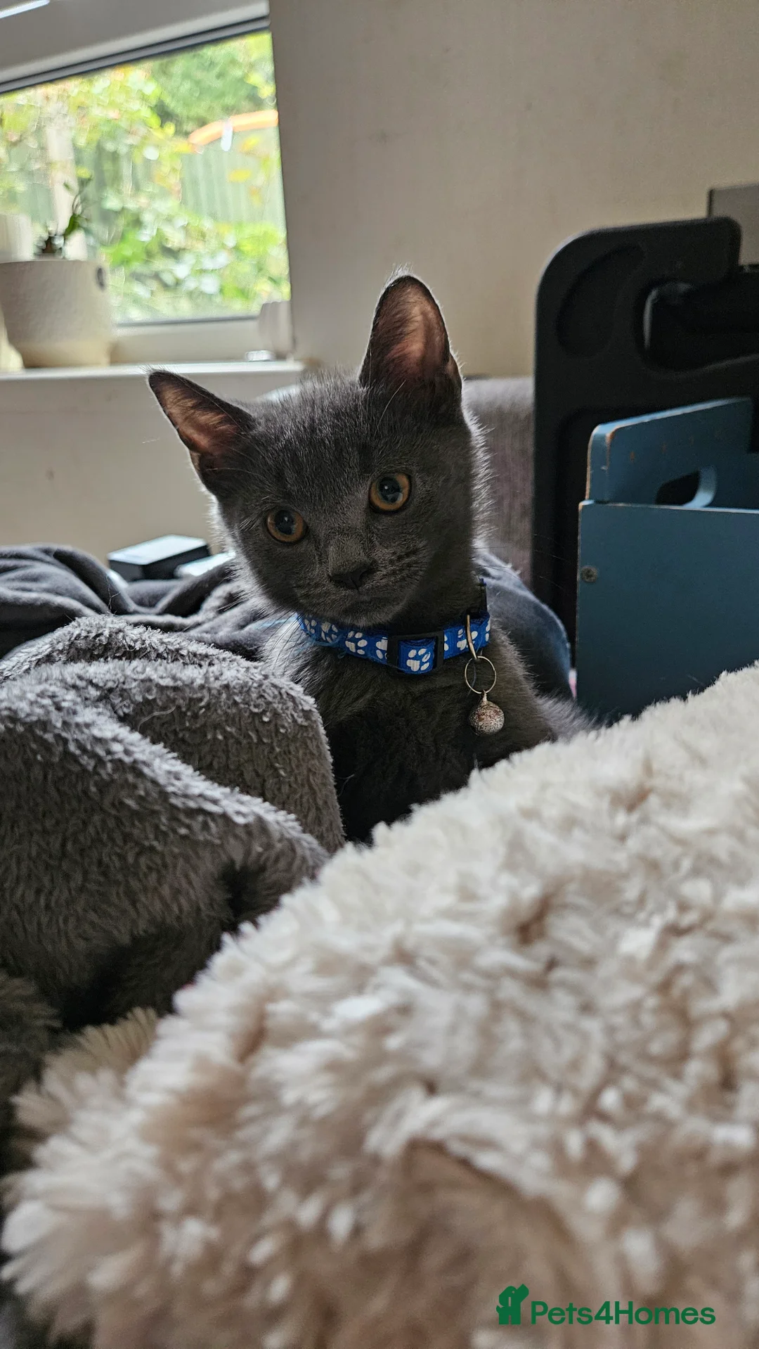 Mixed Breed cats for sale: Mix of scotish folds and other breed - Advert 6