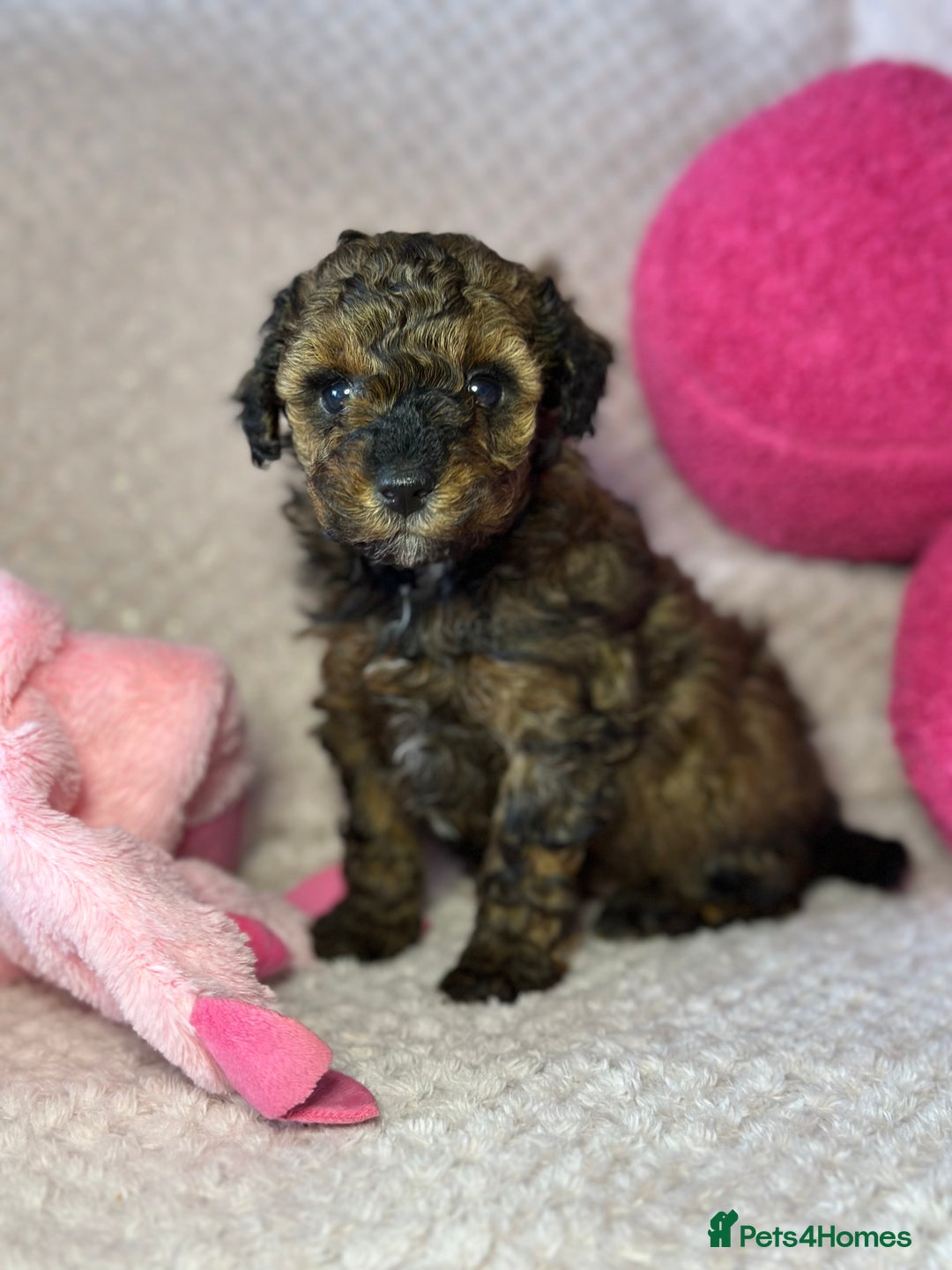 Toy Poodle dogs for sale: Tiny toy poodle puppies  - Image 14