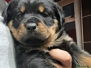 Rottweiler dogs Rottweiler x Rottweiler Akita - Advert 5