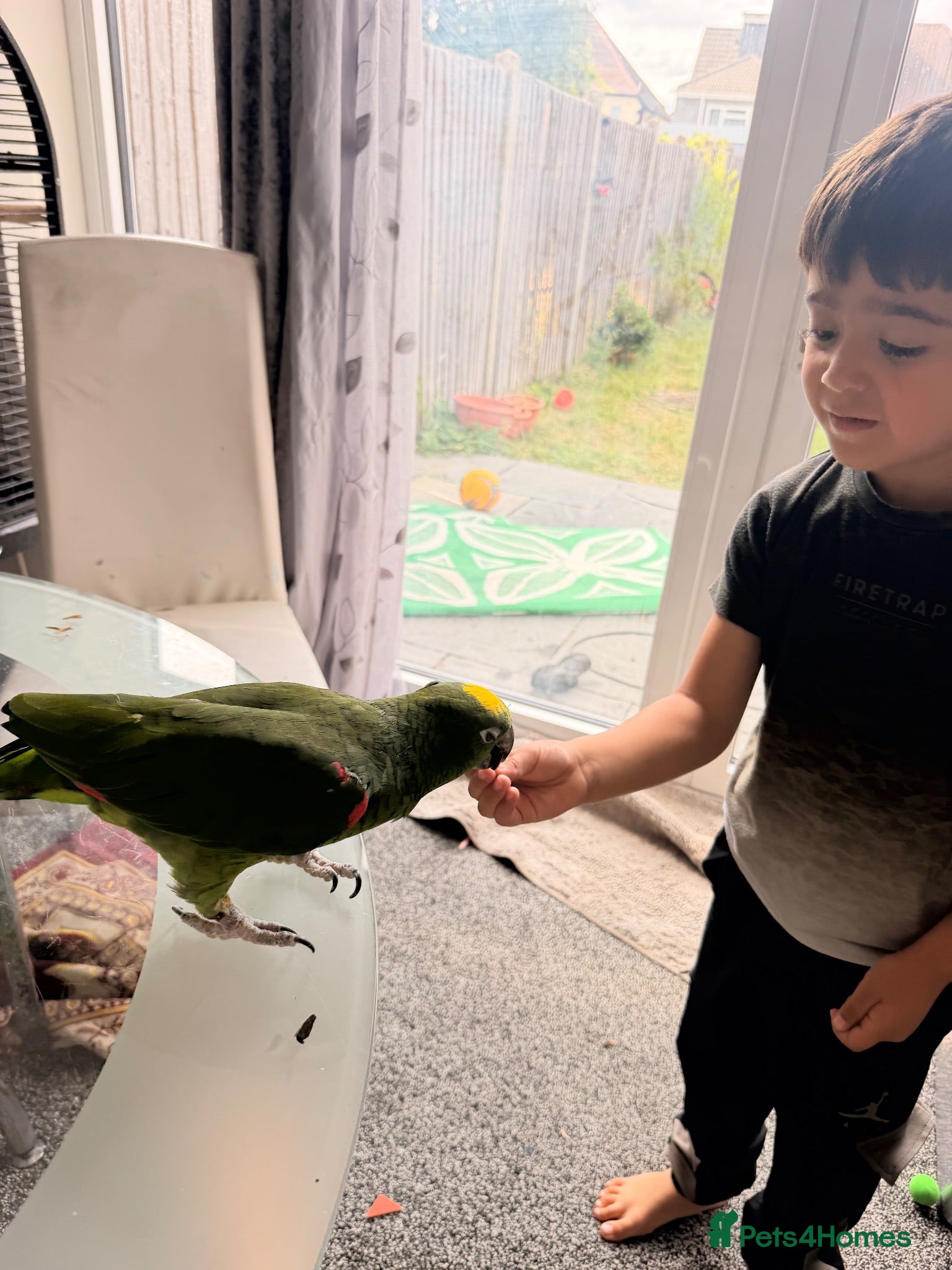Parrots birds Mr adam - Advert 1