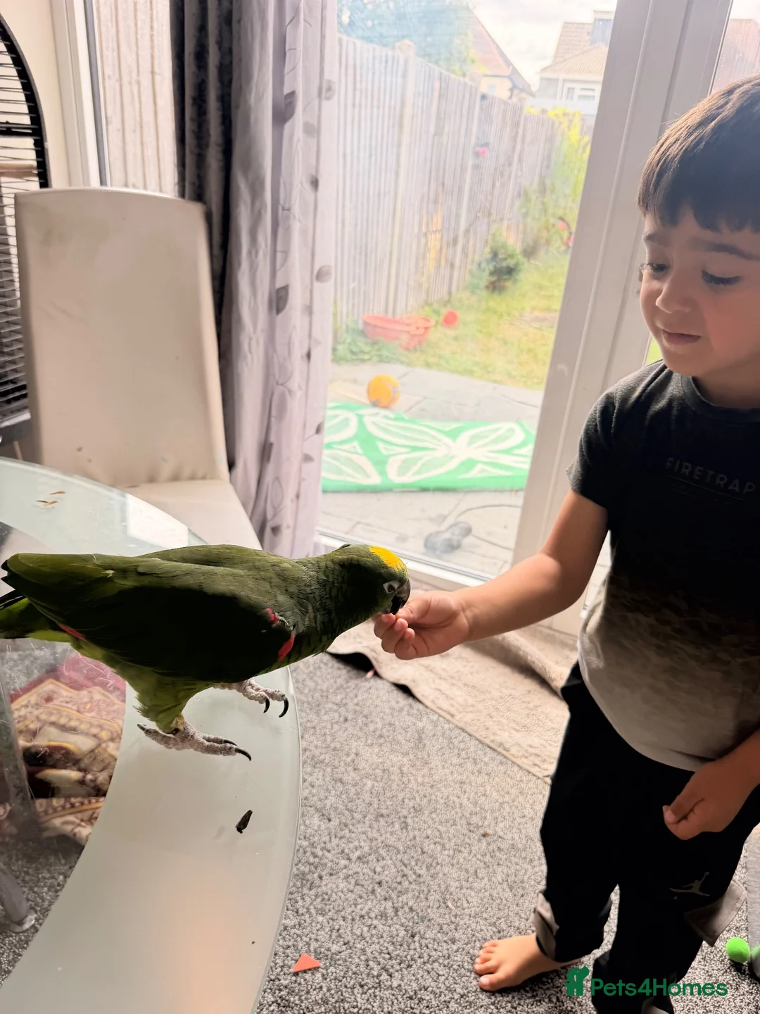 Parrots birds for sale: Mr adam in Greenford - Advert 1
