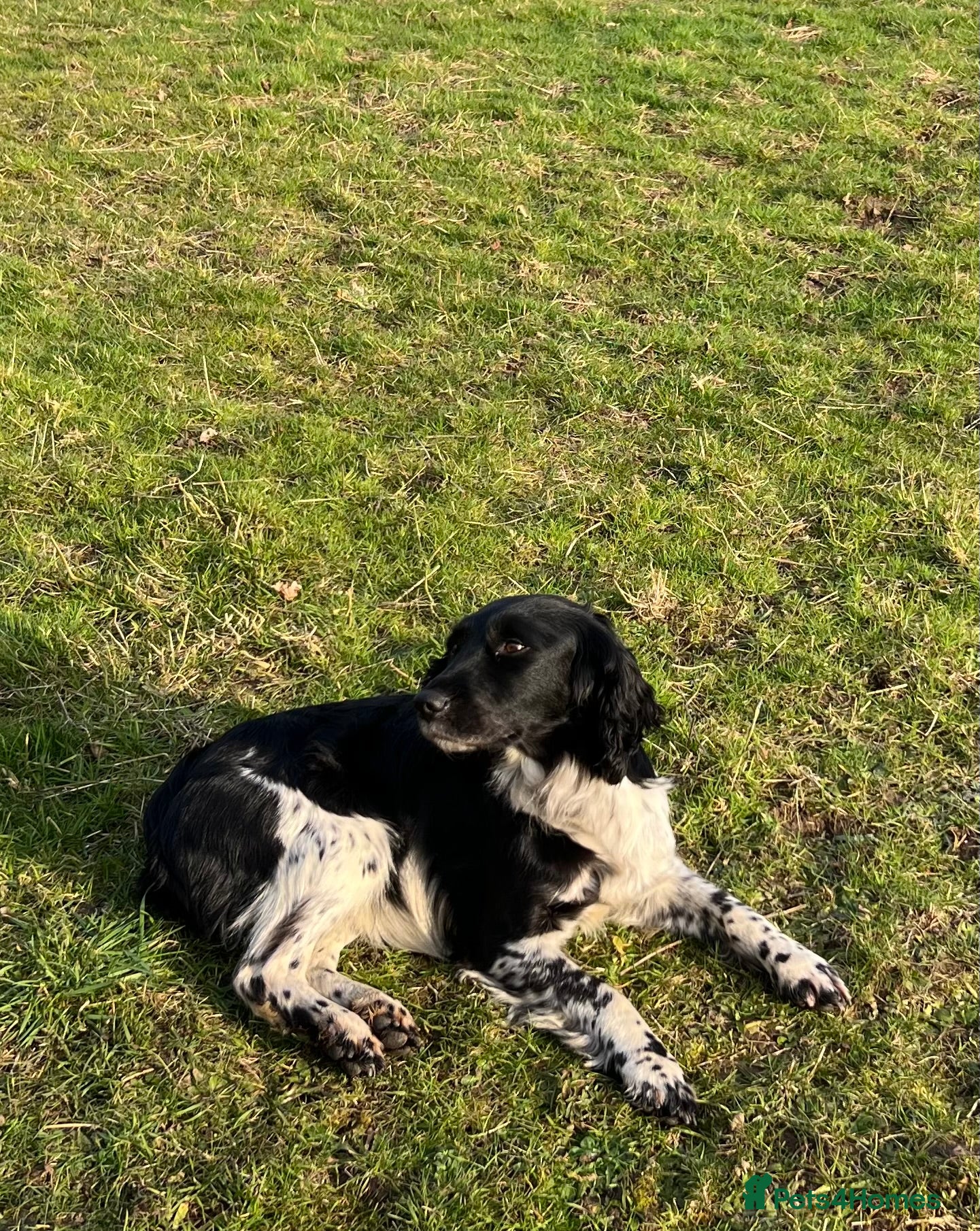 Sprocker dogs Sprocker puppies  - Advert 4