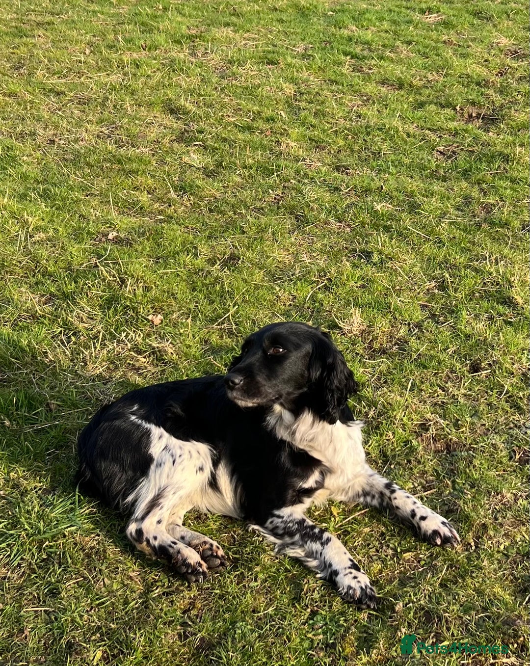 Sprocker dogs for sale: Sprocker puppies  - Advert 1