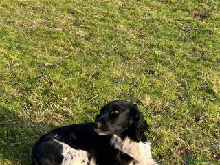 Sprocker dogs Sprocker puppies - Advert 15