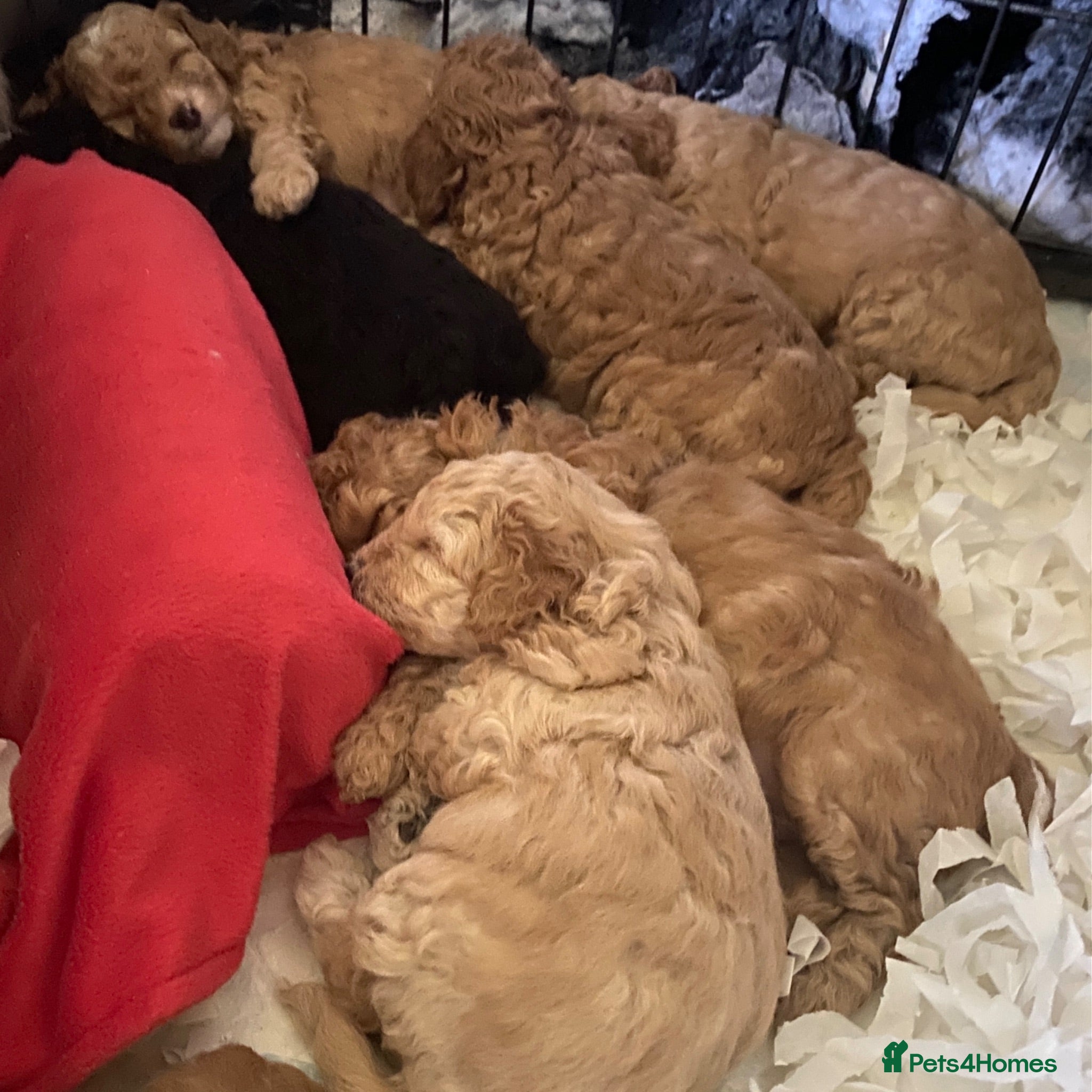 Cockapoo dogs F1bbb - Advert 2